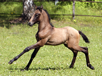 Lusitanofohlen Ebria