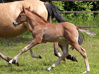 LusitanofohlenEsperto