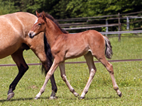 Lusitanofohlen Estrela