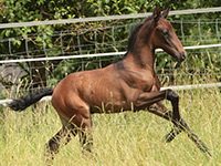 Lusitanofohlen Finura