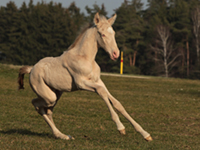 Lusitanofohlen Finura