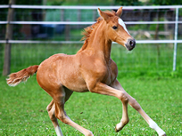 Lusitanofohlen Gentileza