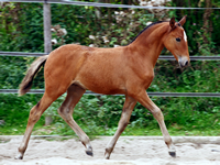 Lusitanofohlen Finura